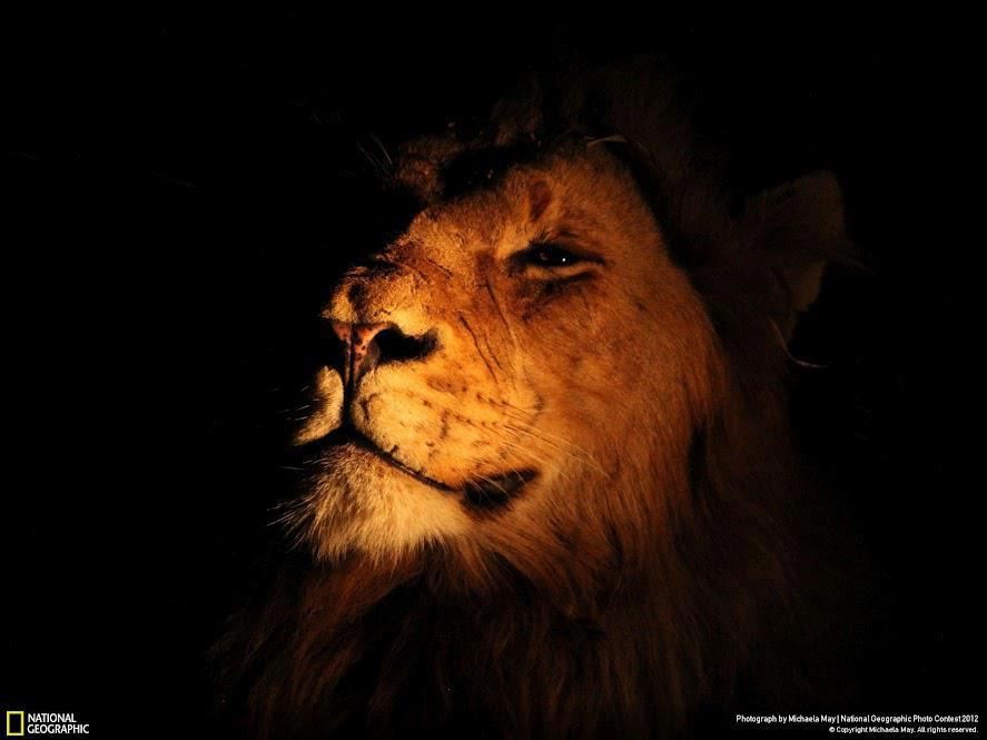 ¿creen que el rey leon live action sera distinto? Mufasa