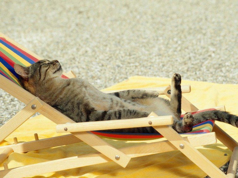 Hilarious photo of a cat tanning in the sun on a beach chair [Amazing Photo of the Day] dotTech