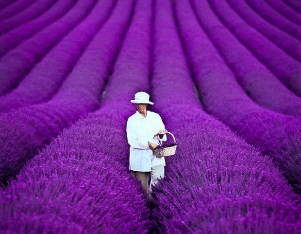 lavender_fields_1
