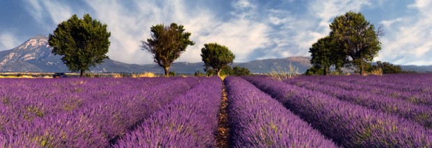 lavender_fields_2