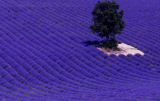 lavender_fields_4