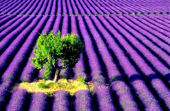 lavender_fields_5