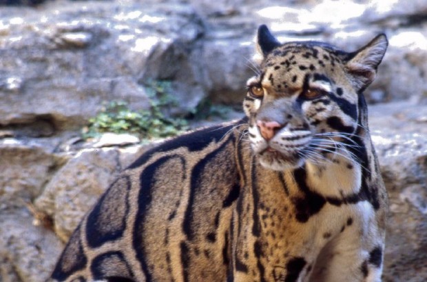 'Clouded leopards' look awesome, regardless of if you like big cats or ...