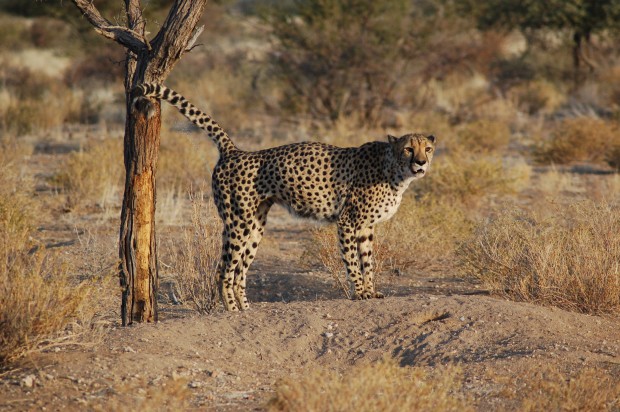 normal_cheetah