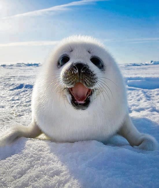 happy_seal