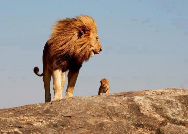 lion_and_lion_cub