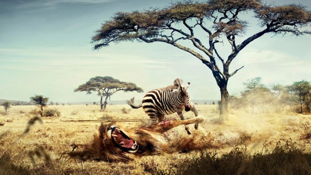 lion_vs_zebra