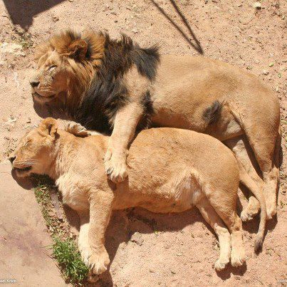 lions_sleeping