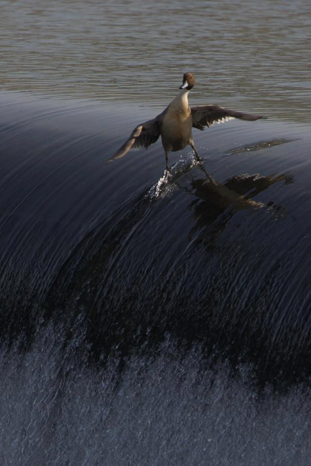 surfing_bird