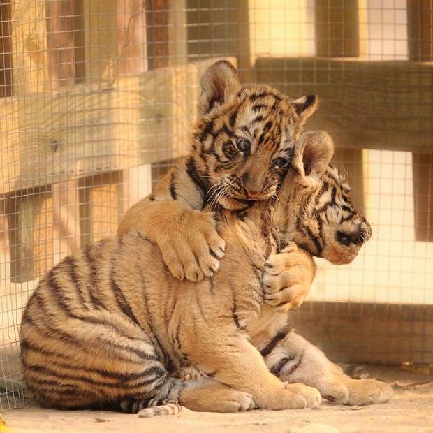 tiger_cub_brothers