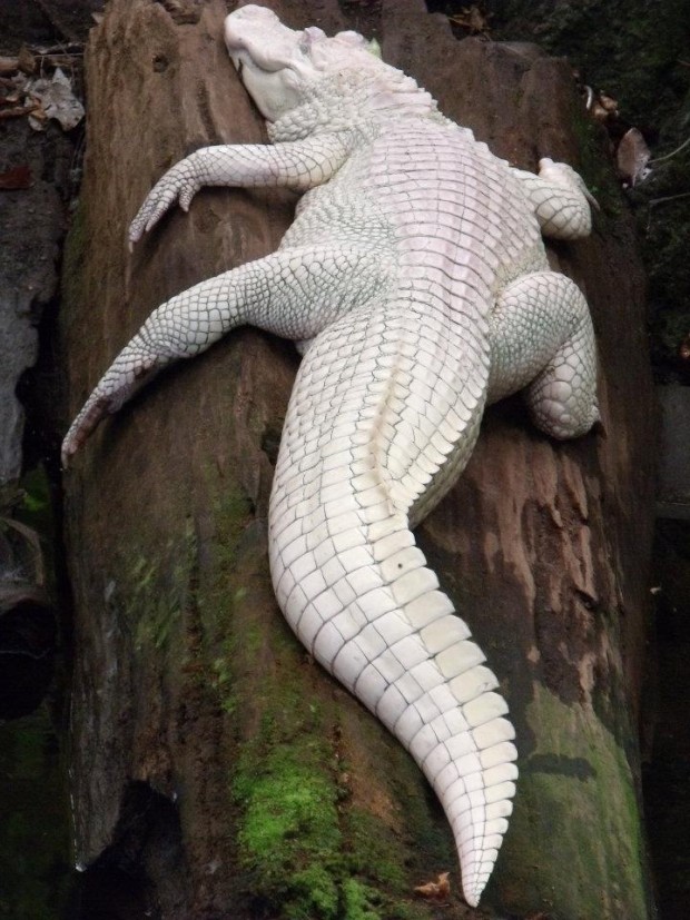 albino_crocodile