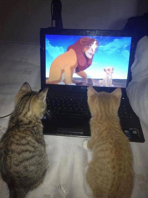 cats_watching_lion_king