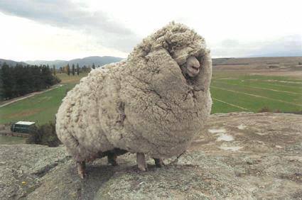 fat_sheep
