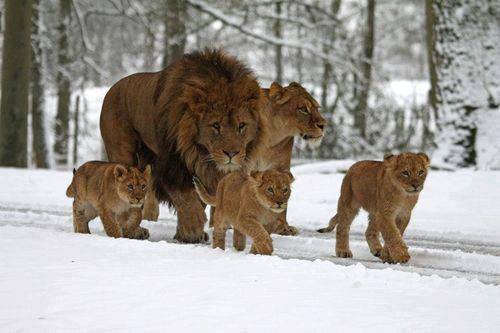 lion_family
