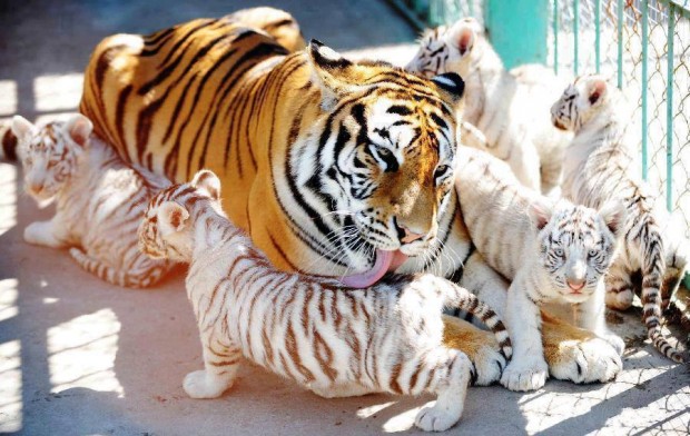 tiger_mom_and_cabs