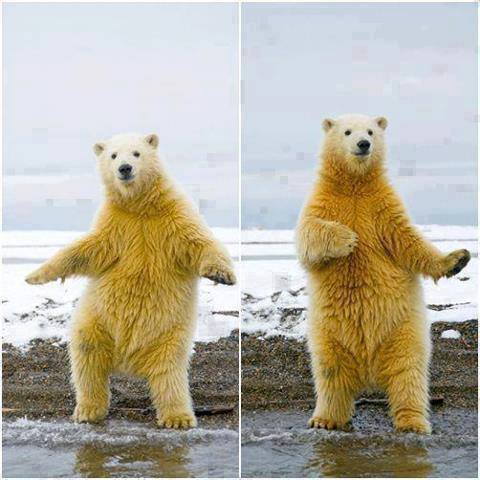 dancing_bear