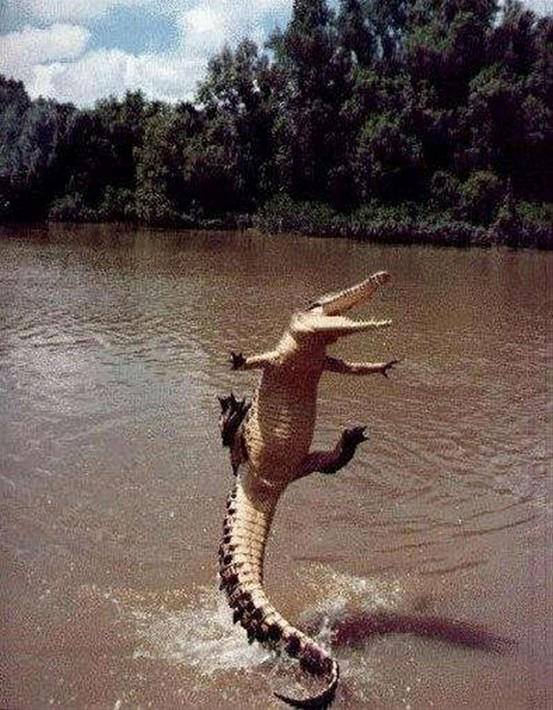 happy_crocodile