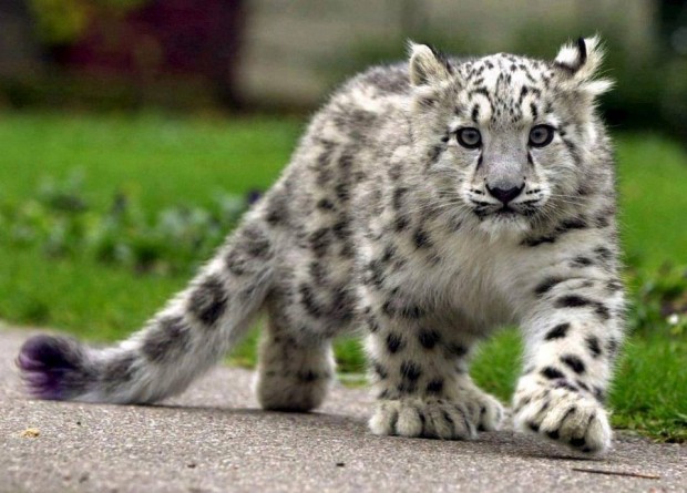 snow_leopard_cub