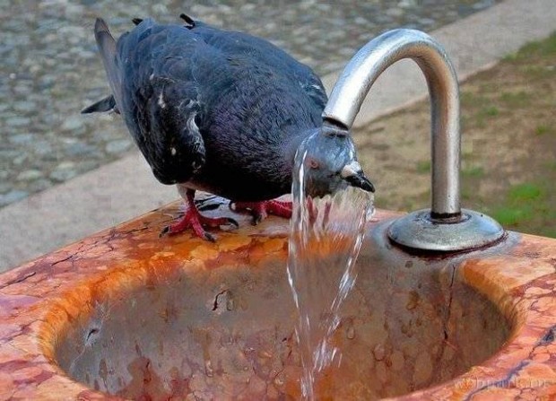 bird_bath