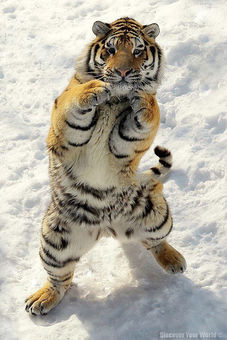 boxing_tiger
