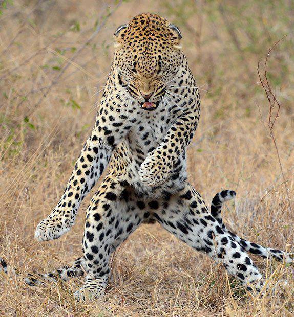 dancing_leopard