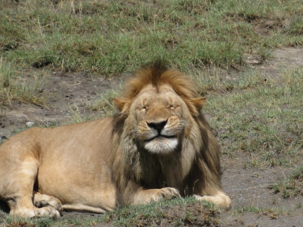drunk_lion