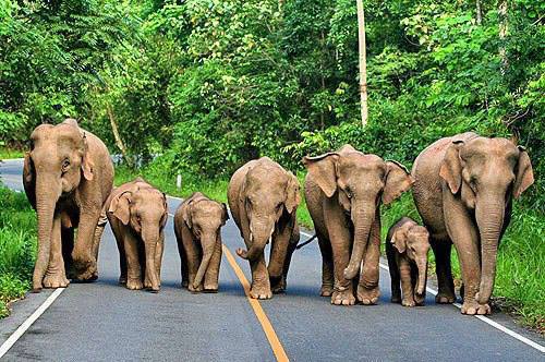 family_of_elephants