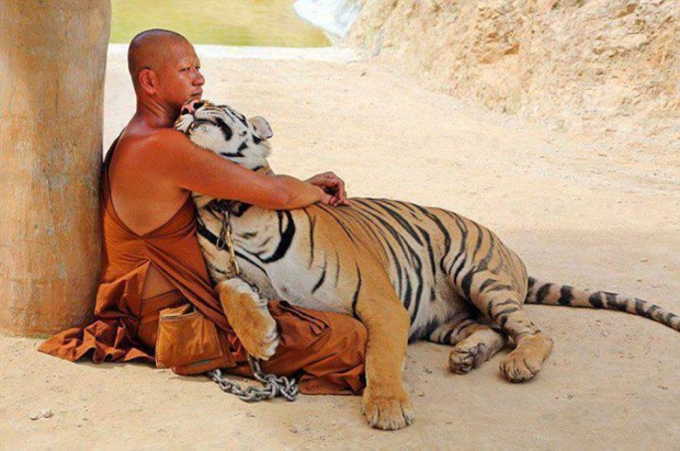 hugging_tiger