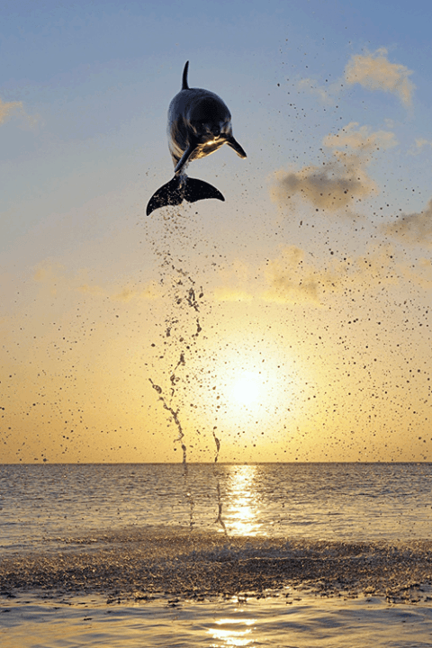 jumping_dolphin
