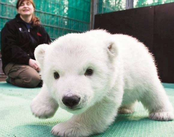 cute_baby_polar_bear