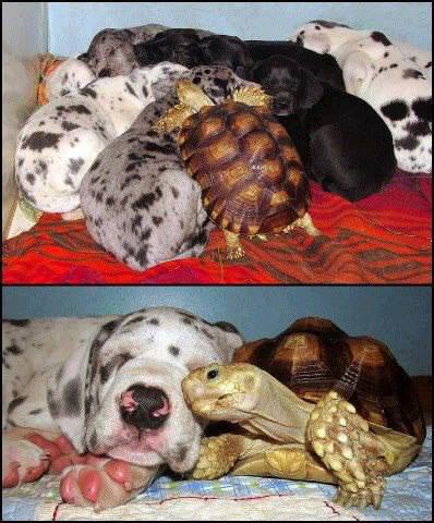 dog_turtle_family