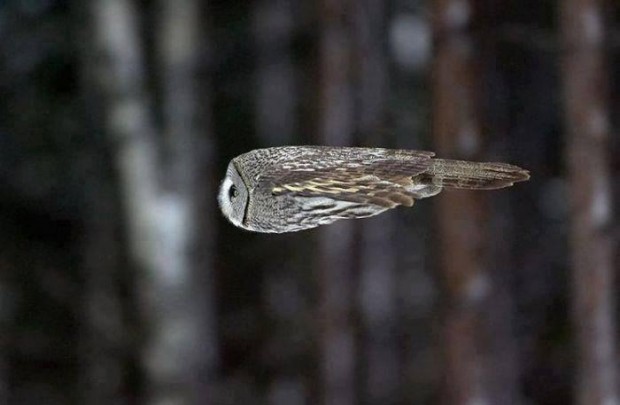 owl_mid_flight