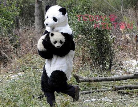 saving_baby_panda