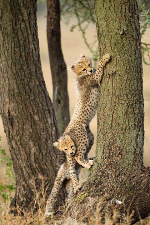 two_cheetah_cubs