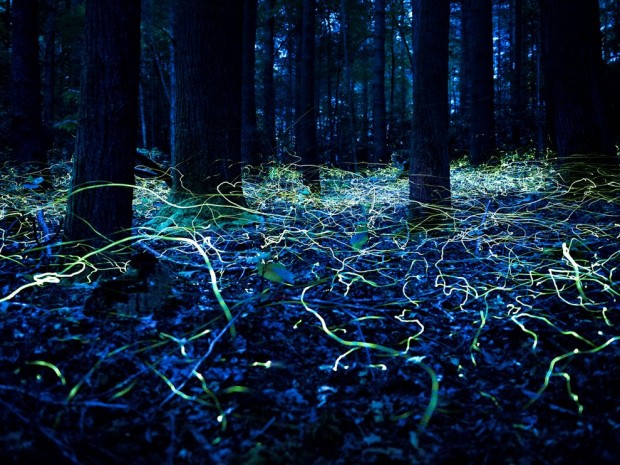 blue_ghost_fireflies