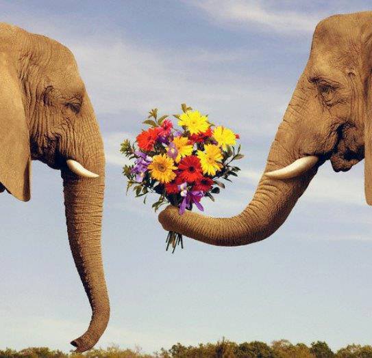elephant_romance
