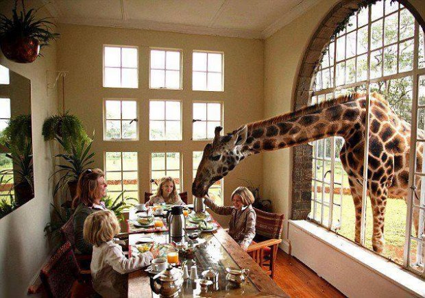 look_who_came_over_for_dinner