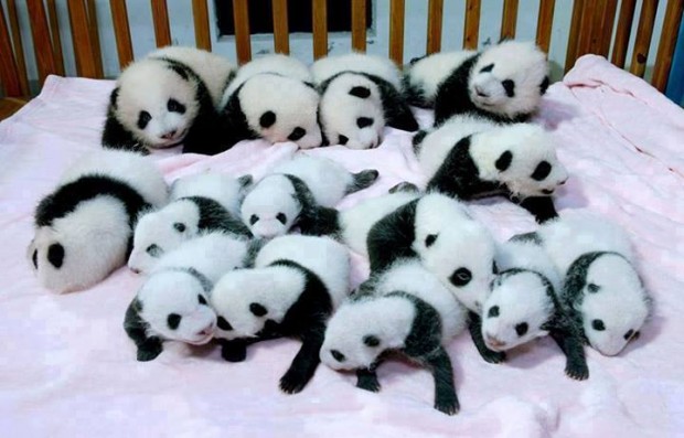 panda_cubs