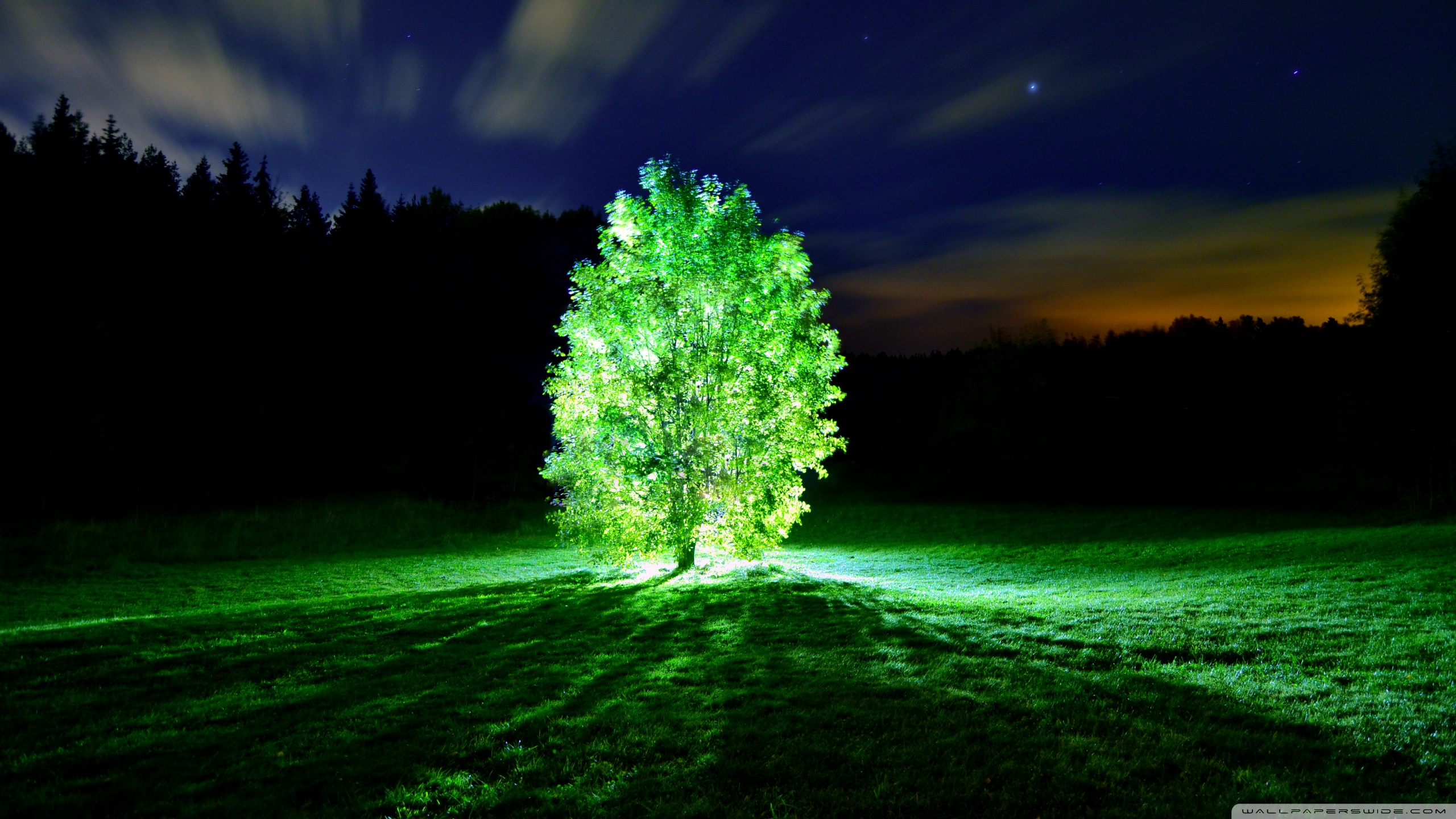 Glorious glowing  green tree  Wallpaper Reviews news 