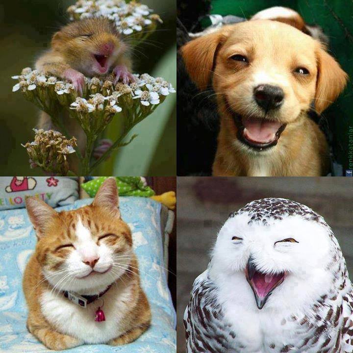 funny happy animal pictures