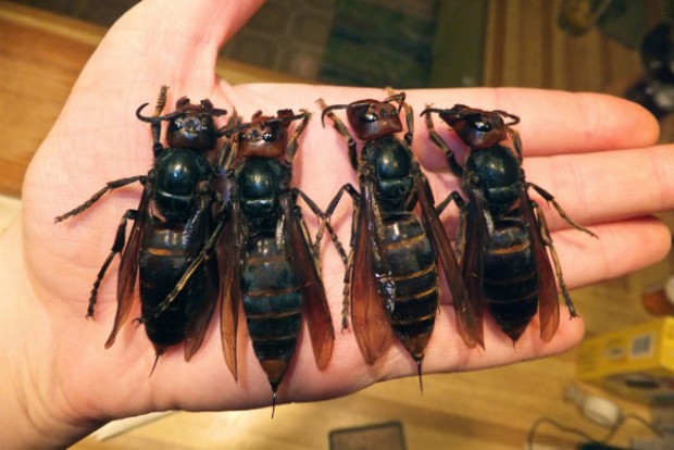 huge_hornets