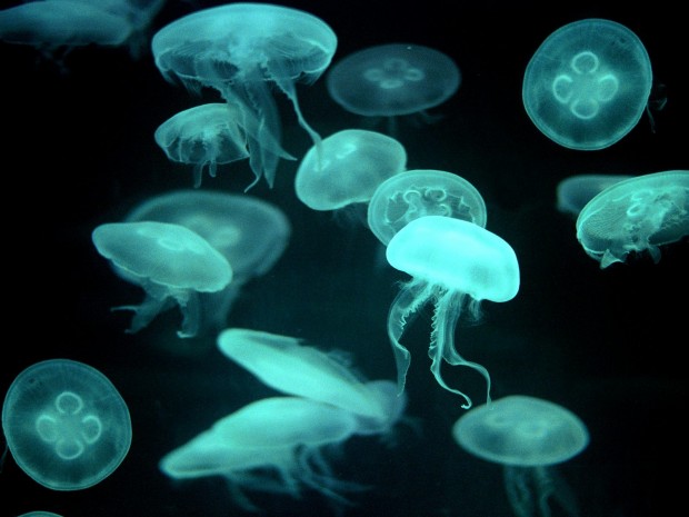jellyfish_Jellyfish