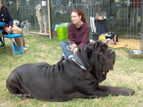 really_large_dog
