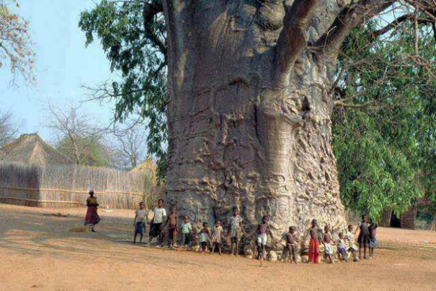 tree_of_life_south_africa