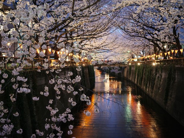 cherry-blossoms-nakameguro_73332_990x742