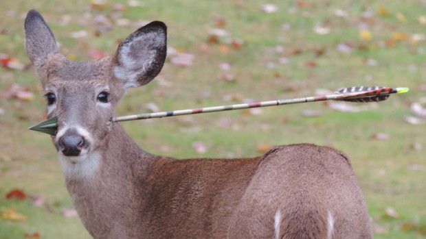 Deer-Arrow Removed