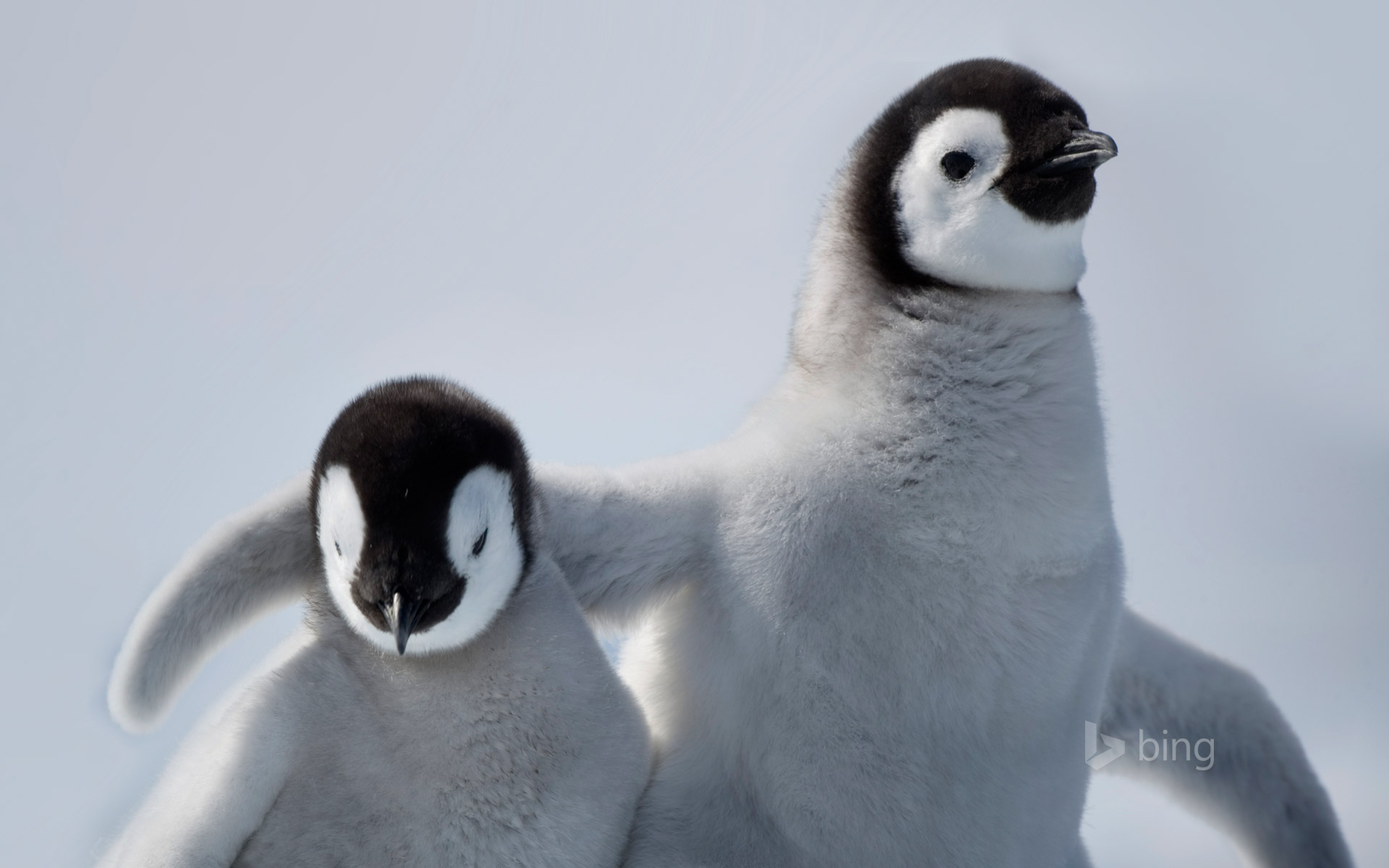 Two Cute Baby Emperor Penguins Amazing Photo Of The Day Dottech