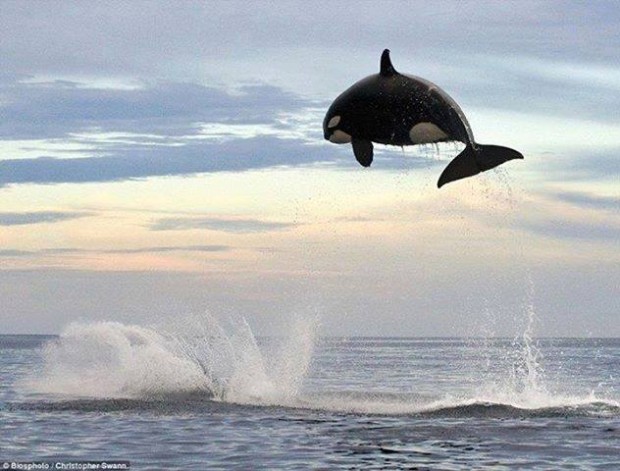 orca jump