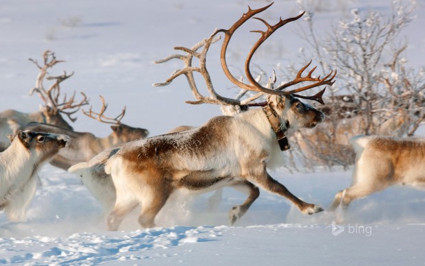 reindeer bing