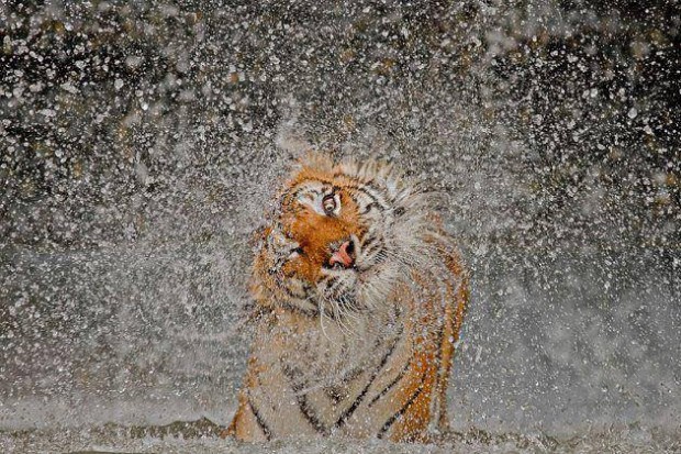 tiger